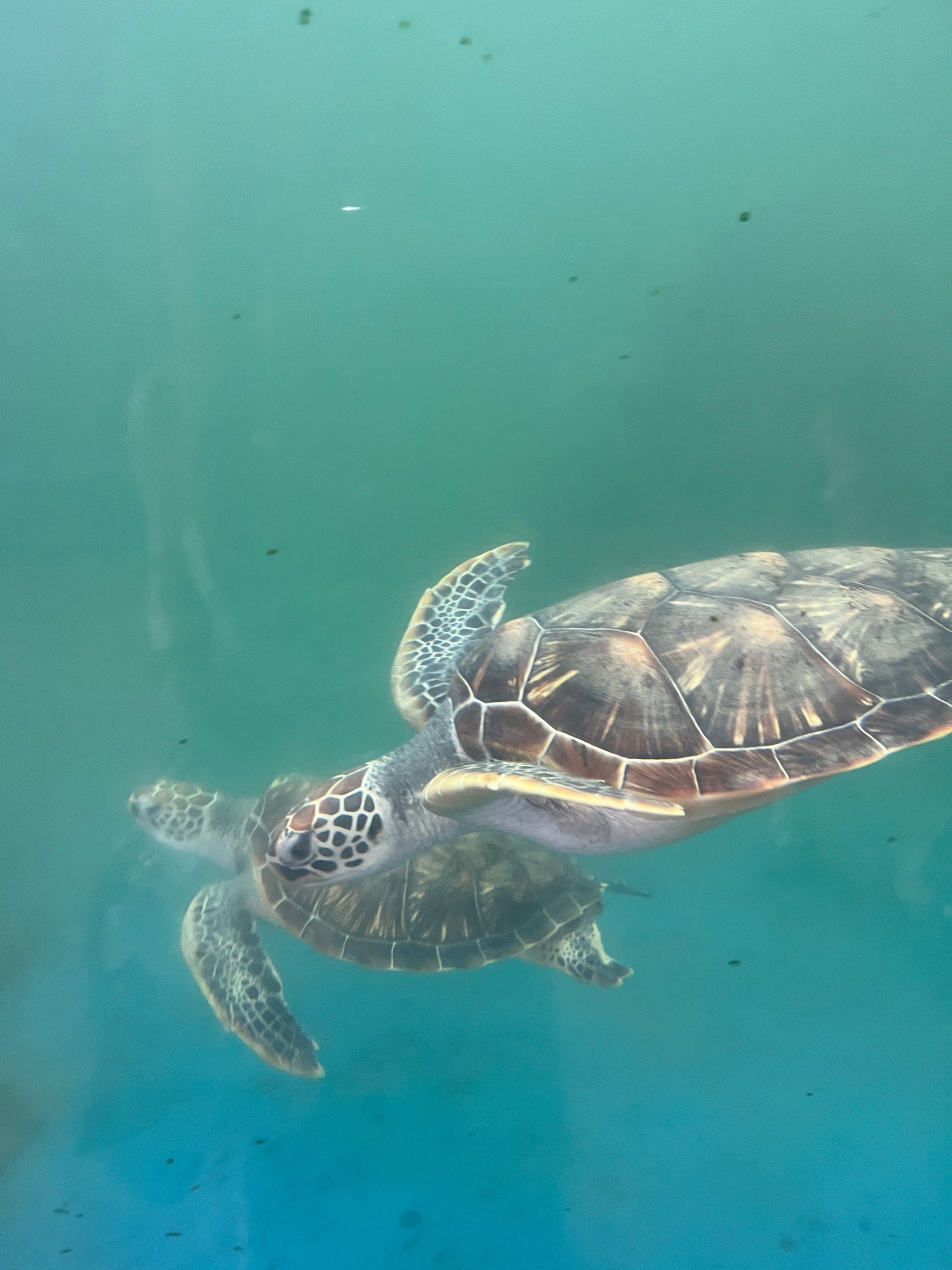 天天领红包来海龟湾看海龟了有好多大只的