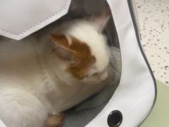 -瑞派康怡24h宠物医院·犬猫医疗中心·微创绝育(瑞景分院)