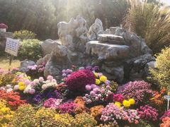 -菊花台公园