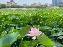 -莲花池公园