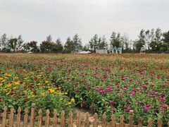 -荷兰花海