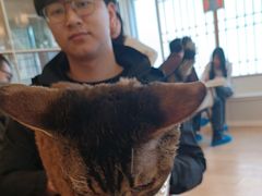 -Let's go狗咖·猫咖·奶狗·桌游(春熙路IFS店)