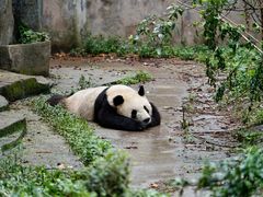 -成都大熊猫繁育研究基地