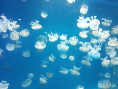 -海合安成都极地海洋公园