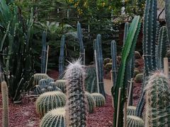 -呀路古热带植物园