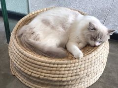 -瞄一喵猫咖(格力海岸店)