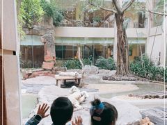 -白虎自助餐厅·真老虎·景观自助餐厅(广州长隆酒店)