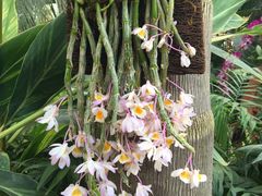 兰花展8/9-沈阳植物园