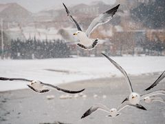 -烟墩角天鹅湖