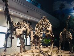 -自贡恐龙博物馆