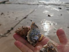 -湄洲岛