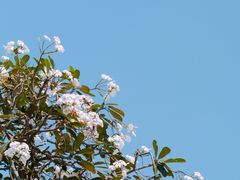 -乌布德传统市场