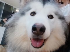 -Husky Go! 哈士奇体验馆·宠物咖啡厅狗咖