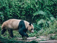 -中国大熊猫保护研究中心雅安碧峰峡基地