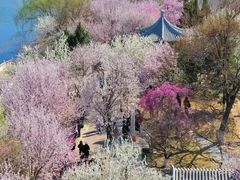 -桃花堤公园