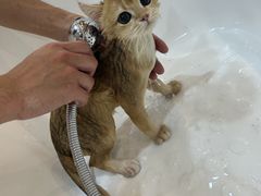 -momokira米努特·德文卷毛猫·棉花面纱犬