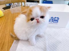 -萌兽医馆·眼科·异宠专科(三里屯店)