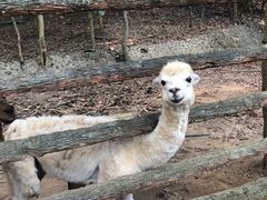 -清迈夜间动物园