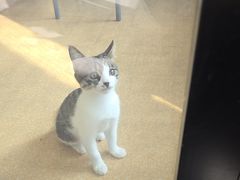 -瑞派宠物医院·犬猫全科·猫友好(宾水西道店)