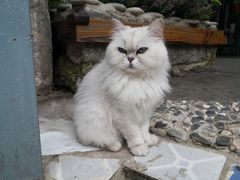 -喵屿·大理花园猫咖