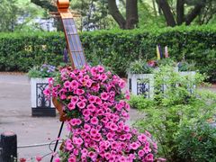 -上海共青森林公园