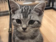 -袖虎·猫馆(体育西路店)