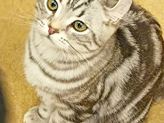 -猫友咖啡店(玉林西路店)