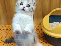 -欣宠猫屋·矮脚拿破仑·蓝金金渐层