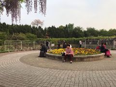 -嘉定紫藤园