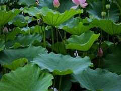 -长田漾湿地公园
