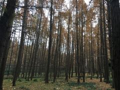 -共青国家森林公园-售票处
