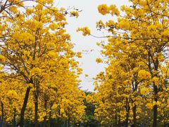 -天适樱花悠乐园