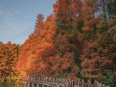 -深圳仙湖植物园