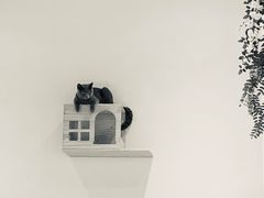 -藏猫猫咖啡主题馆(中央大道店)