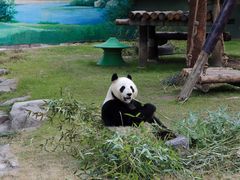 -上海野生动物园