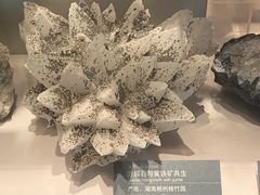 -中国地质博物馆