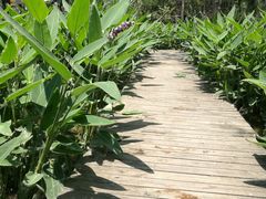 -合肥滨湖国家森林公园