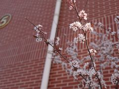 -上海市曹杨第二中学