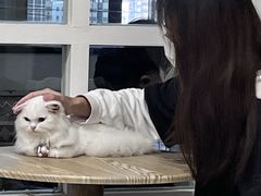 -楼上猫咖(罗湖店)