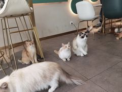 -飞行喵MR PILOT|猫舍·猫咖(静安大融城店)