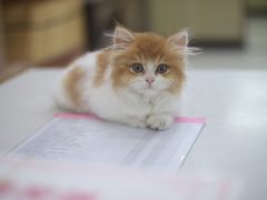 -瑞鹏宠物医院犬猫全科(真大分院)