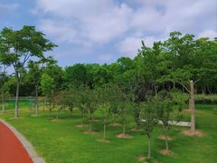 -上海长兴岛郊野公园