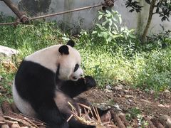 -黔灵山公园
