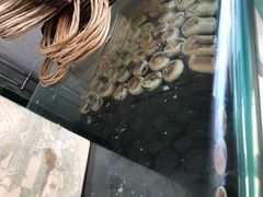 -苏顺成纯绿豆饼(中华南大街店)