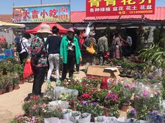 -蒲河大集