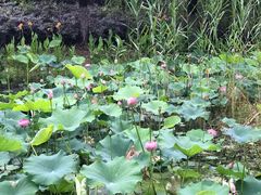 -滨湖塘西河公园
