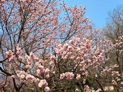 -梅花山(明孝陵内)