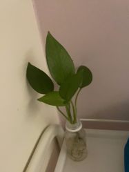 -SILKTONE诗丽堂美容