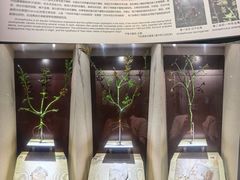 -辽宁古生物博物馆
