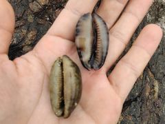 -西涌国际滨海旅游区